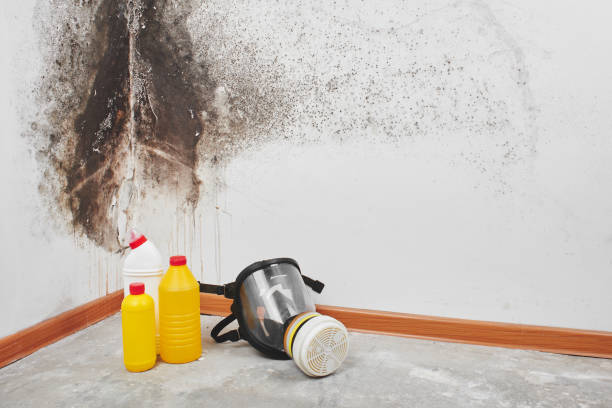 Best Toxic Mold Removal  in Sunnyside, CA