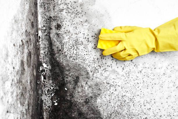 Attic Mold Removal in Sunnyside, CA