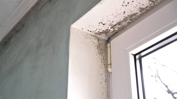 Best Attic Mold Removal  in Sunnyside, CA