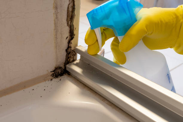 Best Commercial Mold Removal  in Sunnyside, CA