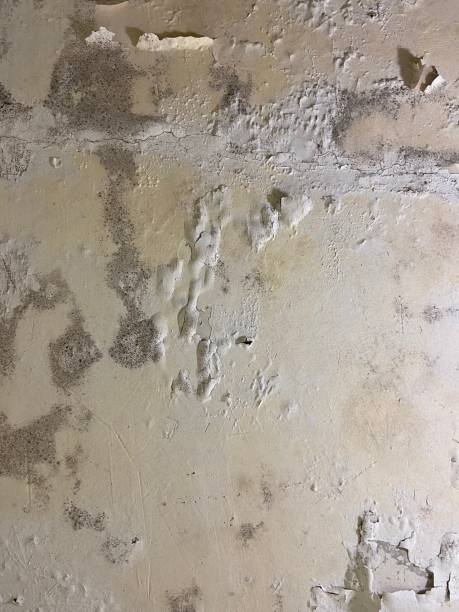 Best Home Mold Removal  in Sunnyside, CA