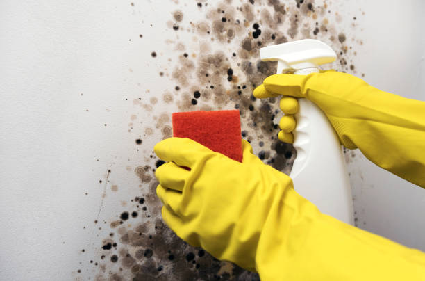 Best Mold Cleaning Services  in Sunnyside, CA