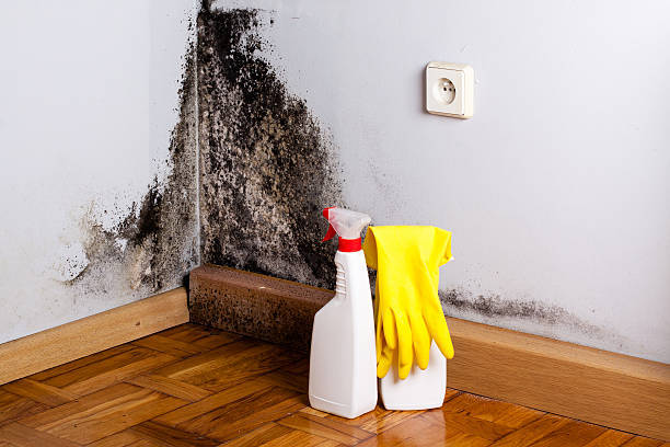Professional Mold Removal in Sunnyside, CA