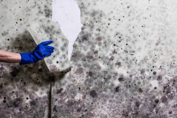 Trusted Sunnyside, CA Mold Removal Experts