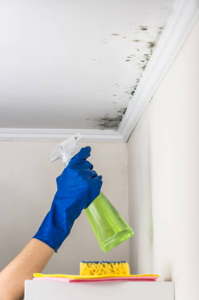 Best Office Mold Removal Services  in Sunnyside, CA